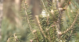 Windbreaks are one way to protect agriculture during winter season