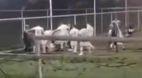 Young Colombian soccer player left in a coma after he was viciously beaten up for 'celebrating a goal' in sickening video from Mexican recreational game