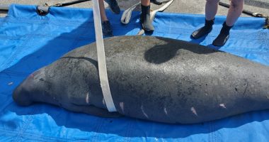 Young manatee found in New Port Richey ditch recovers at ZooTampa