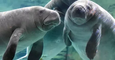 TAMPA, Fla. - Three of tiniest manatee calves ever treated at ZooTampa’s David A. Straz, Jr. Critical Care Center, have returned to ZooTampa at Lowry Park to continue their rehabilitation journey after traveling more than 1,000 miles alongside five other manatees as part of a multi-institution collaboration effort.  