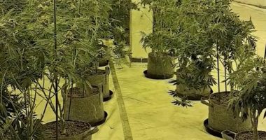 EXCLUSIVE: Drug gangs make hay from death of the High Street: Crime barons are filling empty shops, Job Centres and even police stations with 'pop-up' cannabis farms across the country, experts warn