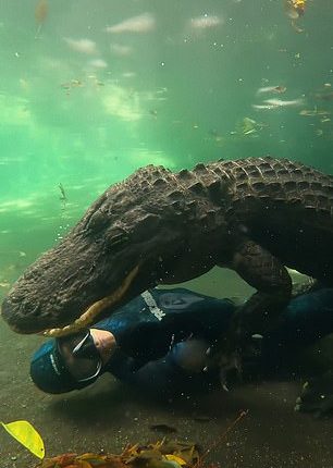 In the stunning images 'Crocodile Chris' can be seen playing with Casper as part of the Underwater Gator Tour at the Everglades Outpost in Homestead, Florida