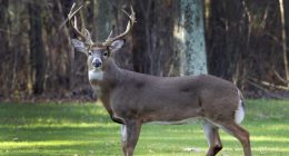 Macon Co. Animal Control stops removal of dead wildlife in Decatur
