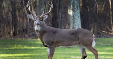 Macon Co. Animal Control stops removal of dead wildlife in Decatur