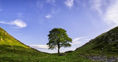 Why Britain's Robin Hood Tree Is So Revered