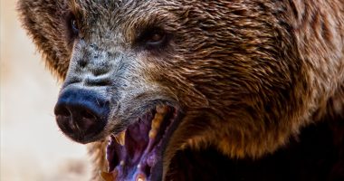 Woman, 73, brutally mauled by bear in front of horrified husband just days after another couple killed