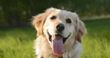 Biotech company developing drug to extend lifespan of large dogs