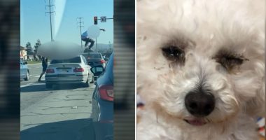 California road rage incident: Man smashes car window in San Jose, nearly blinding dog