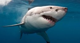 Clack Island: Man in his 20s is attacked by a shark on the Great Barrier Reef and is airlifted to hospital