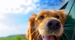 Drug to Lengthen Dogs' Lifespans Clears 'Key' FDA Hurdle