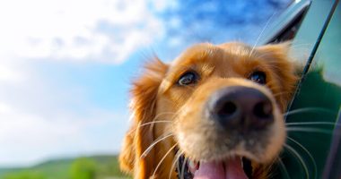 Drug to Lengthen Dogs' Lifespans Clears 'Key' FDA Hurdle