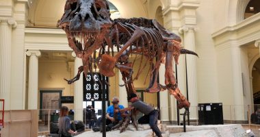 Family fighting over inheritance from sale of T. rex remains
