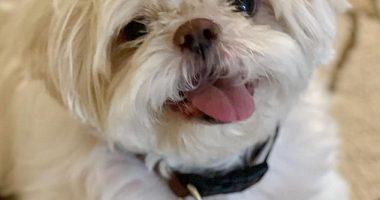 Chowder became sick in October and his symptoms appeared minor until he began struggling to breathe and died days later