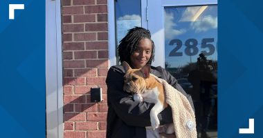 French bulldog taken by armed man in DC reunited with owner, told to pay $900 to get him back