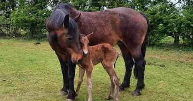 Nant Loyw Harmony, 16, was pregnant with her third foal when she was found dead on the morning of November 20