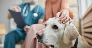 Mystery respiratory illness spreading among dogs: know the signs