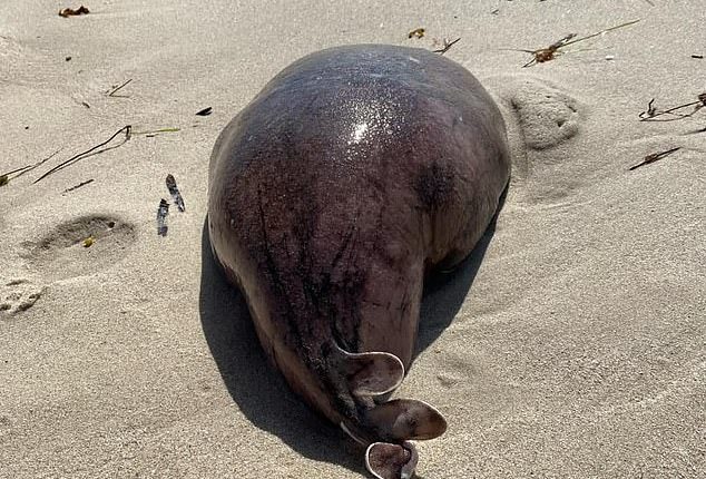 A mysterious blob washed up on a beach West Australia which was later identified as a Coffin Ray