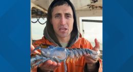 Oceanarium helps to keep Bowie the Lobster alive