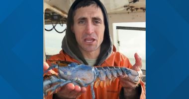 Oceanarium helps to keep Bowie the Lobster alive