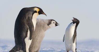 Penguin hoping to p-pick up prize, a sleepy polar bear & trio of loving lions among wildlife photo of the year nominees