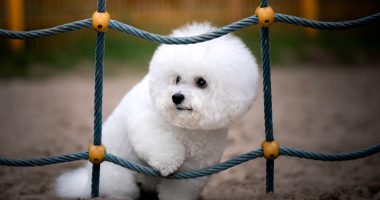 Pet owners warned to avoid dog parks over fears of new virus