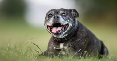 San Francisco Biotech firm Loyal claims it has created drug which can extend DOGS' lives by a year...with formulae also potentially helping humans in their quest for immortality