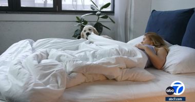Sleeping with pets: Here are the pros and cons of sharing a bed with your dogs