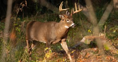 Sportsmen Against Hunger: Hunting down food for those in need