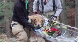 Watch: Dog, owner rescued after falling more than 175 feet down ravine in New York