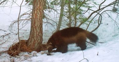 Wolverines: US moves to protect North American wolverines under Endangered Species Act as climate change melts mountain refuges
