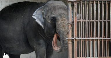 World’s saddest elephant Mali dies alone aged 43 after solitary life in rotten zoo following kidnap by dictator