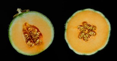 CDC warns to not eat pre-cut cantaloupe after 18 new illnesses