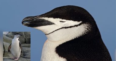 Chinstrap penguins fall asleep 10,000 times a DAY - but only snooze for four seconds at a time, study finds