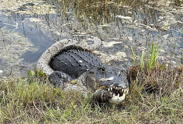Jaw-dropping moment a gigantic alligator devours a python in the ...