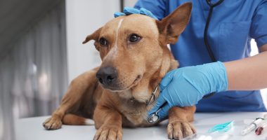 ‘Groundbreaking’ drug extending dogs’ lives for up to a year is backed by vets – but comes with 5 major risks, they warn