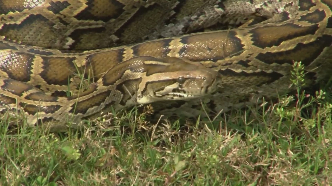 Discover the number of pythons extracted at the 2024 Florida Python ...