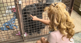 'Chimp Crazy' star accepts responsibility for hiding apes: Attorney