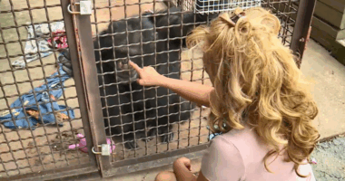 'Chimp Crazy' star accepts responsibility for hiding apes: Attorney