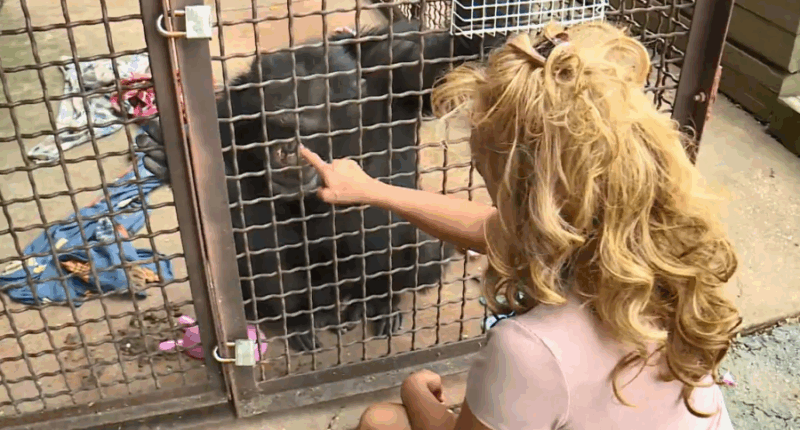'Chimp Crazy' star accepts responsibility for hiding apes: Attorney