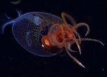 Colossal squid is seen live in the deep sea for the first time EVER - as baffled scientists spot the elusive creature in the South Atlantic Ocean