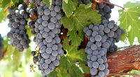 Cabernet Sauvignon is one of the most popular grapes in the world for the wine industry, but generally conditions are too cold in the UK for the variety to thrive (file photo)