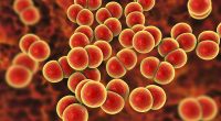 Alert over flu-like disease that kills in ONE DAY landing on UK shores...get jabbed, experts urge