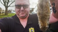 British ARMY now called in to rodent-ridden Birmingham as pest control expert labels city 'apocalyptic': Cash-strapped Labour-run council declares major incident over bin strikes