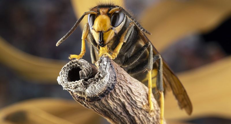 Fears grow as record-number of killer Asian hornets have already been spotted this year