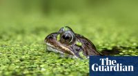 The Elephant in the Room by Liz Kalaugher review – how we make animals sick