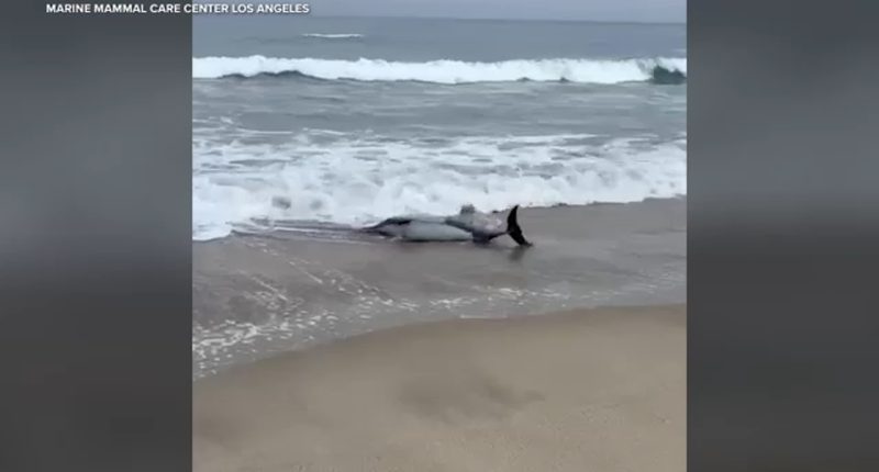 Toxic algae bloom killing dolphins and other marine animals along Southern California coast, experts say