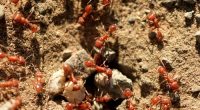 'Alarming' development in fire ant invasion in Queensland