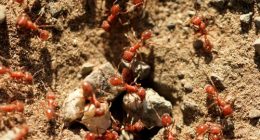 'Alarming' development in fire ant invasion in Queensland
