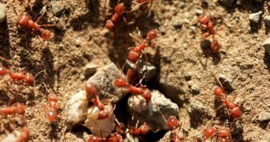 'Alarming' development in fire ant invasion in Queensland