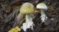 Amanita phalloides poisonous ang dangerous mushroom, commonly known as the death cap